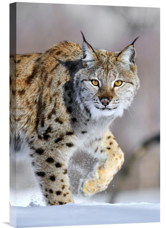 Siberian lynx for hot sale sale